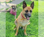 Small #7 German Shepherd Dog Mix