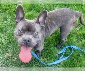 French Bulldog-Unknown Mix Dogs for adoption in Martinez, CA, USA