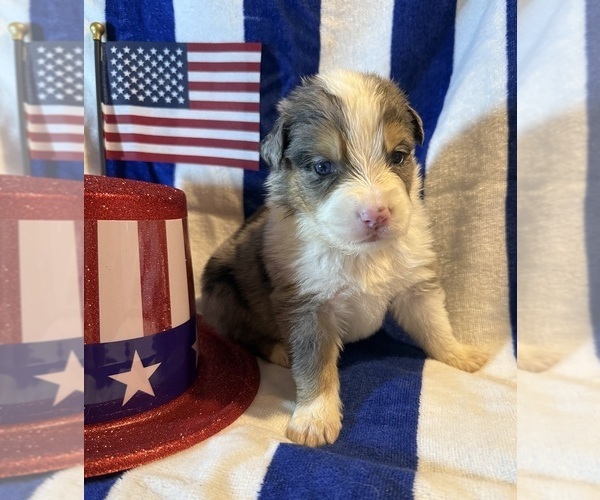 Medium Photo #11 Australian Shepherd Puppy For Sale in EUSTIS, FL, USA