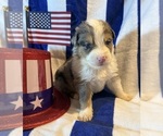 Puppy Levi Australian Shepherd