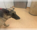 Small German Shepherd Dog