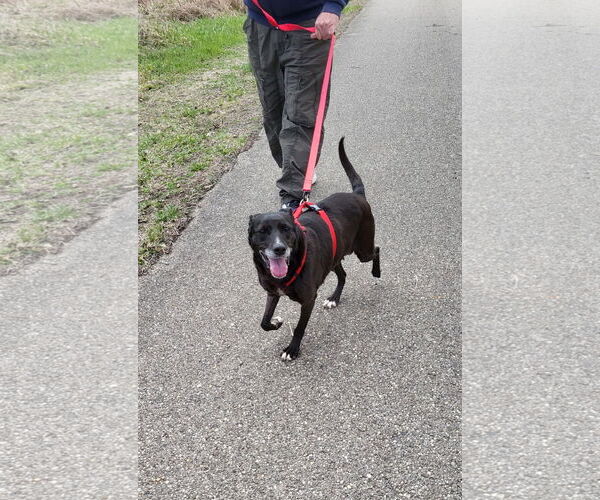 Medium Photo #18 Labrador Retriever-Unknown Mix Puppy For Sale in Germantown, OH, USA