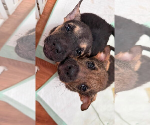 Medium Photo #3 Mutt Puppy For Sale in Germantown, OH, USA