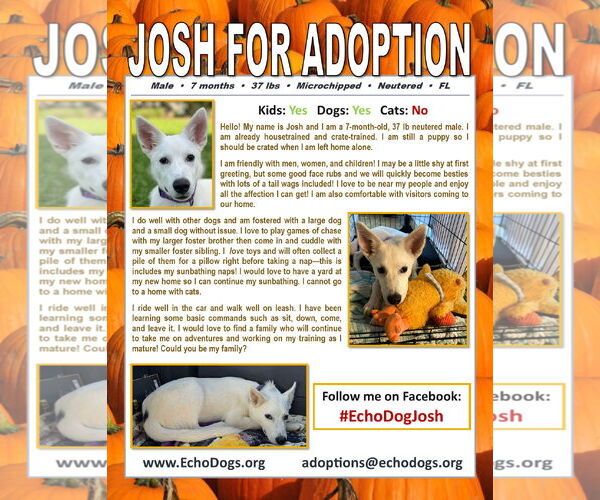 Medium Photo #4 Unknown-white german shepherd Mix Puppy For Sale in Hoffman Estates, IL, USA