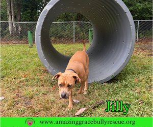 Jilly - Female American Pit Bull Terrier-Unknown Mix Dog for Adoption - Photo #12