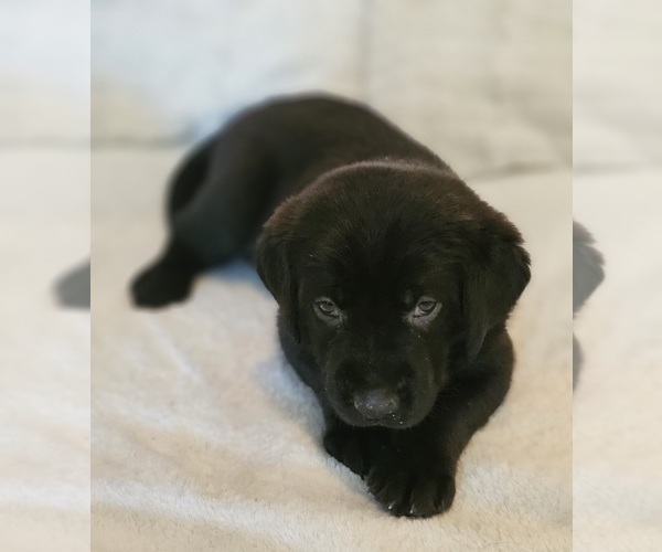 Medium Photo #2 Golden Labrador Puppy For Sale in BENNINGTON, NE, USA