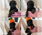 Small Photo #17 Goldendoodle Puppy For Sale in DENVER, NC, USA