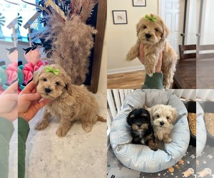 Mal-Shi-Poodle (Miniature) Mix Puppy for sale in GREENVILLE, MI, USA