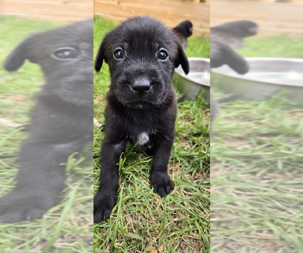 Medium Photo #1 Boxer-Schnauzer (Giant) Mix Puppy For Sale in BERKELEY SPRINGS, WV, USA