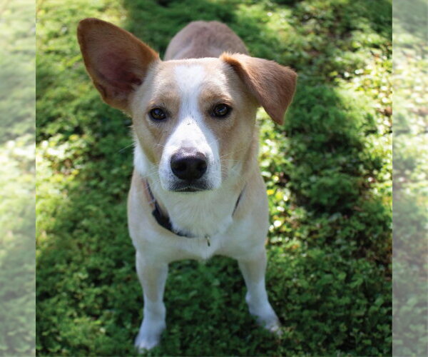 Medium Photo #4 Mutt Puppy For Sale in Canton, CT, USA