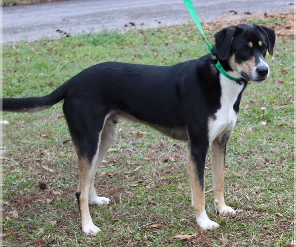 Medium Photo #3 Labrador Retriever-Unknown Mix Puppy For Sale in Prattville, AL, USA
