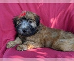 Small Photo #5 Soft Coated Wheaten Terrier Puppy For Sale in LANCASTER, PA, USA