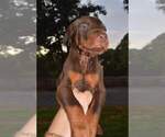 Small Photo #4 Doberman Pinscher Puppy For Sale in MONROE, NC, USA