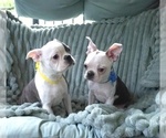 Small #14 Boston Terrier