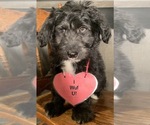 Small Photo #5 F2 Aussiedoodle Puppy For Sale in ARBA, IN, USA