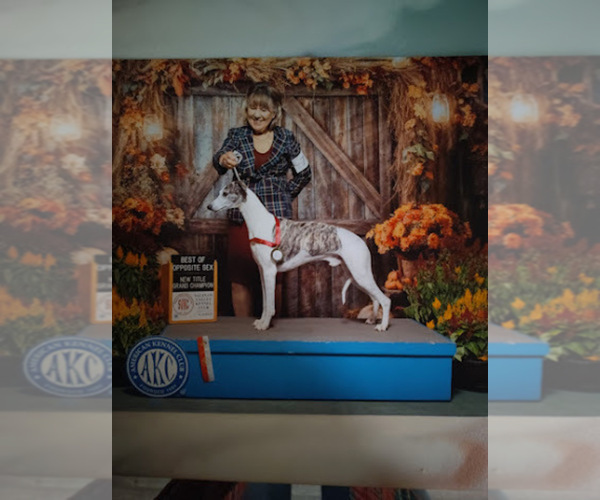 Medium Photo #1 Whippet Puppy For Sale in DAVISON, MI, USA