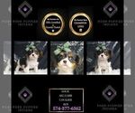 Puppy Louie AKC Cavalier King Charles Spaniel