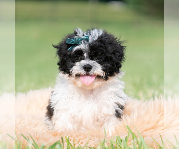 Medium Photo #35 Shih Tzu Puppy For Sale in WARSAW, IN, USA
