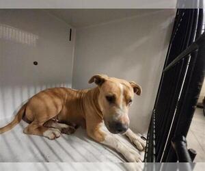 Mutt Dogs for adoption in Houston, TX, USA