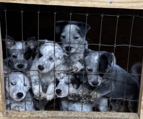 Medium Photo #2 Australian Cattle Dog Puppy For Sale in MIDDLEBORO, MA, USA
