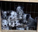 Small #1 Australian Cattle Dog