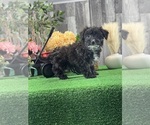 Small #2 Yorkipoo