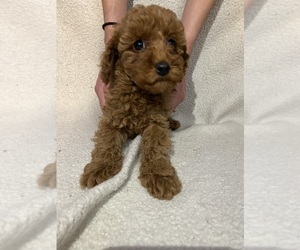 Poodle (Miniature) Puppy for sale in NORWICH, CT, USA