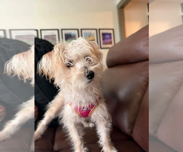 Medium Photo #2 Maltese-Unknown Mix Puppy For Sale in Valrico, FL, USA