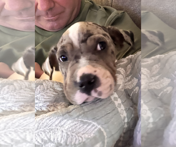 Medium Photo #2 Chinese Shar-Pei-Unknown Mix Puppy For Sale in Wakefield, RI, USA