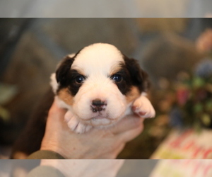 Australian Shepherd Puppy for sale in WESTFIELD, MA, USA