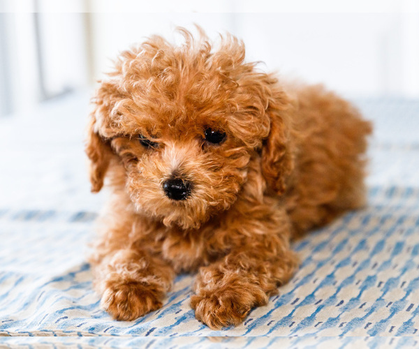 Medium Photo #25 Poodle (Toy) Puppy For Sale in WAKARUSA, IN, USA