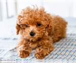 Small Photo #25 Poodle (Toy) Puppy For Sale in WAKARUSA, IN, USA