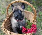 Puppy Cosmos Belgian Malinois