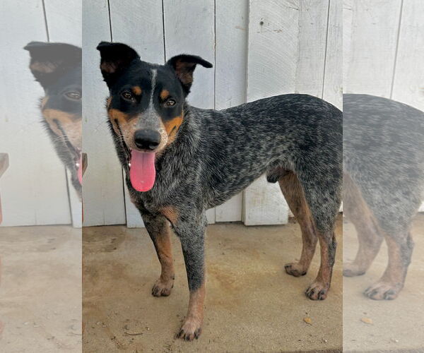 Medium Photo #3 Mutt Puppy For Sale in Newport Beach, CA, USA