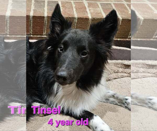 Medium Photo #2 Mutt Puppy For Sale in Columbus, OH, USA