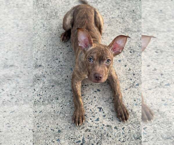 Medium Photo #1 American Staffordshire Terrier-Unknown Mix Puppy For Sale in Holly Springs, NC, USA