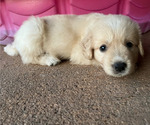Small Photo #7 Golden Pyrenees Puppy For Sale in KILLEEN, TX, USA