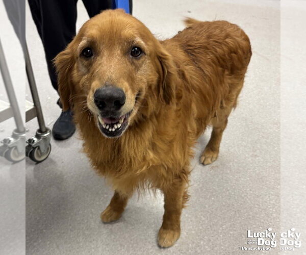 Medium Photo #3 Golden Retriever-Unknown Mix Puppy For Sale in Washington, DC, USA