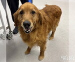Small #2 Golden Retriever Mix
