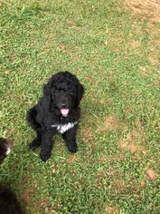 Poodle (Standard) Puppy for sale in CALLAWAY, VA, USA