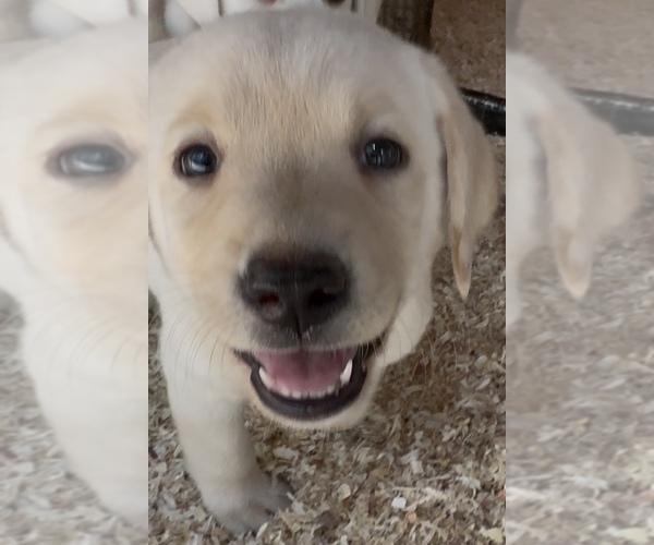 Medium Photo #3 Labrador Retriever Puppy For Sale in ALL HEALING SPRINGS, NC, USA