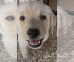 Small #2 Labrador Retriever