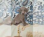 Puppy Lainey Weimaraner