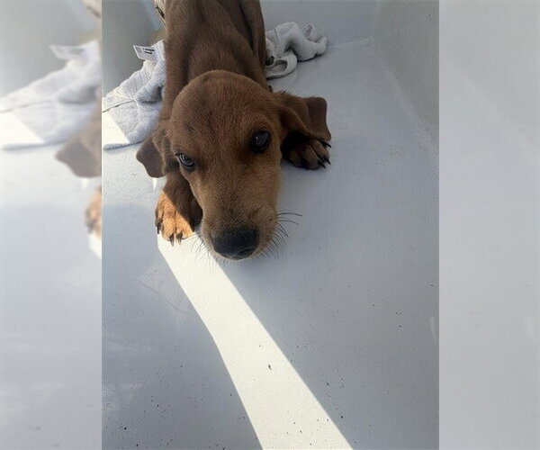 Medium Photo #1 Labrador Retriever Puppy For Sale in Houston, TX, USA