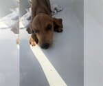 A663617 - Male Labrador Retriever Dog for Adoption - Small photo