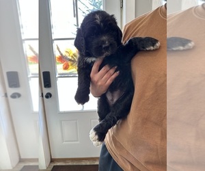 Saint Berdoodle Puppy for Sale in CONNERSVILLE, Indiana USA