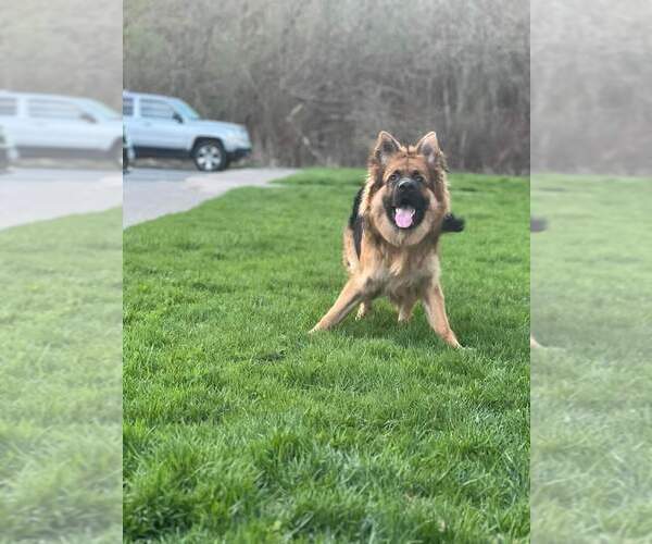 Medium Photo #58 German Shepherd Dog Puppy For Sale in LA FAYETTE, NY, USA