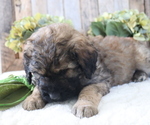 Small Photo #4 Goldendoodle Puppy For Sale in HONEY BROOK, PA, USA