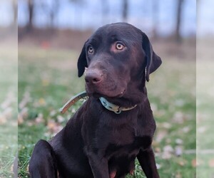 Mother of the Labrador Retriever puppies born on 05/05/2024