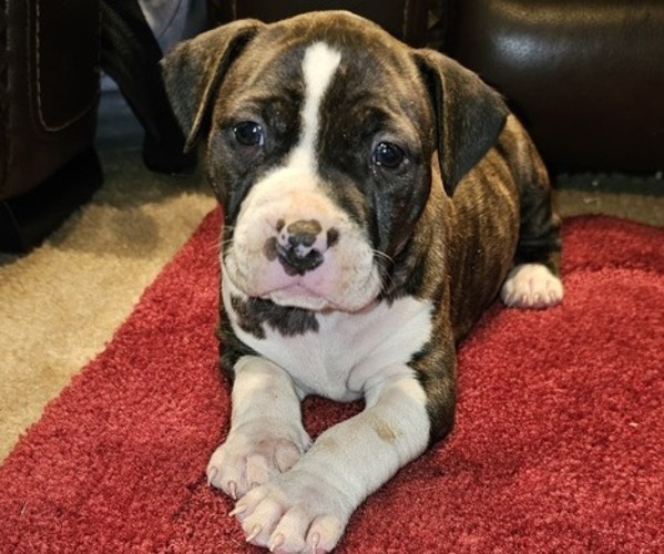 Medium Photo #4 American Pit Bull Terrier Puppy For Sale in BLUE ASH, OH, USA